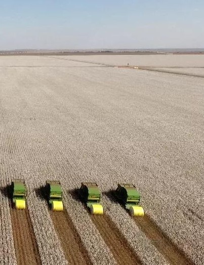 VENDA DE ALGODÃO AGRO XINGU CORRETORA DE GRÃOS