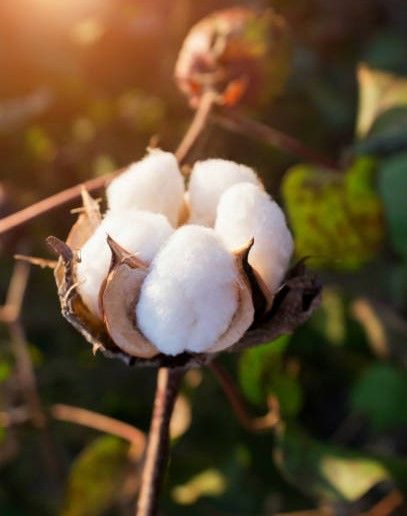 VENDA DE ALGODÃO AGRO XINGU CORRETORA DE GRÃOS