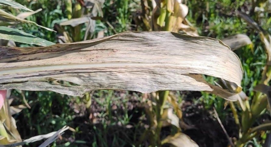 Após seca, geada afeta milho da Argentina, relata Bolsa de Cereais de Buenos Aires