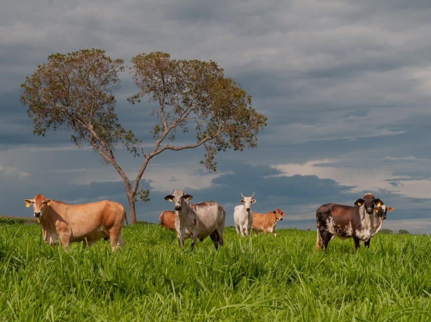 Aprovados R$ 16,8 milhões em novos financiamentos do FCO Rural para pecuária e produção de grãos em Goiás