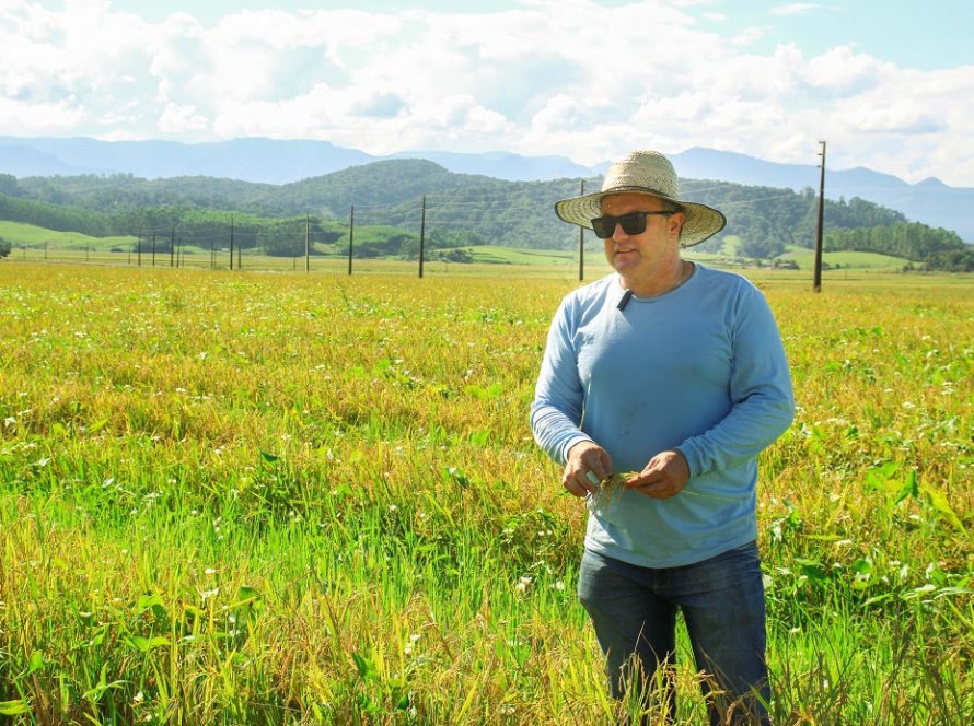 De janeiro a janeiro: parceria entre agricultores e indústrias de arroz é imprescindível o ano todo