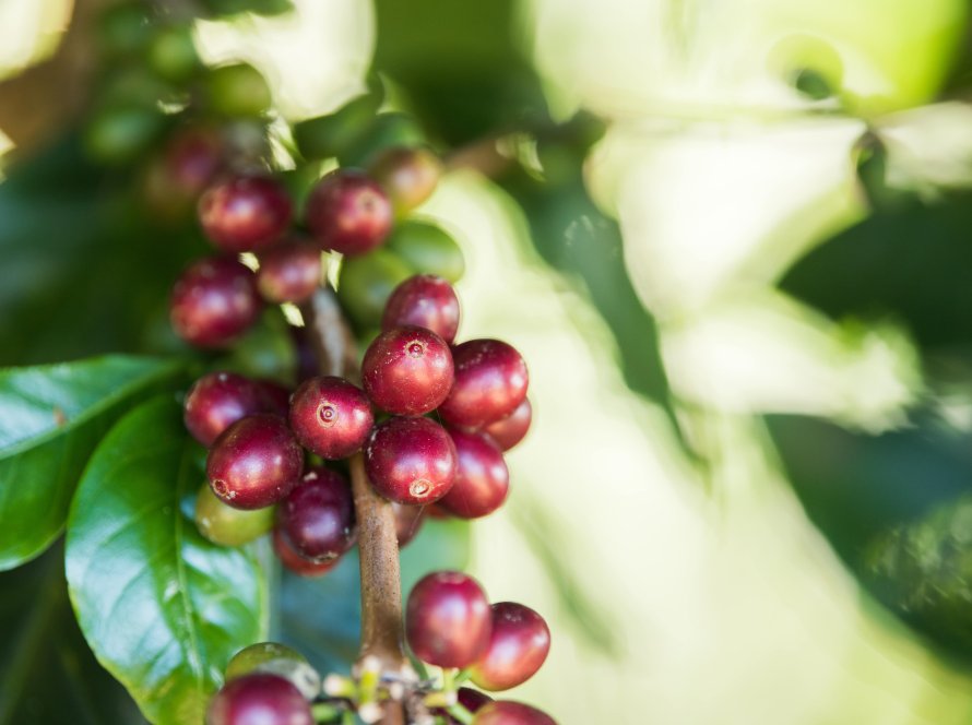 Dia de Campo promovido pela Empaer apresenta desempenho do café Robusta Amazônico em MT