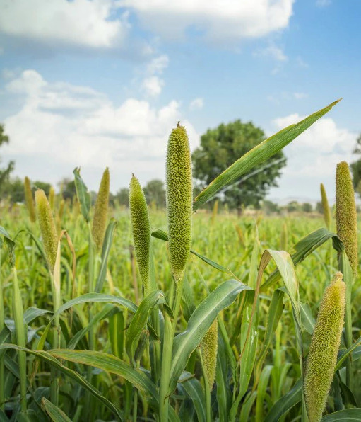 Milheto Agro Xingu