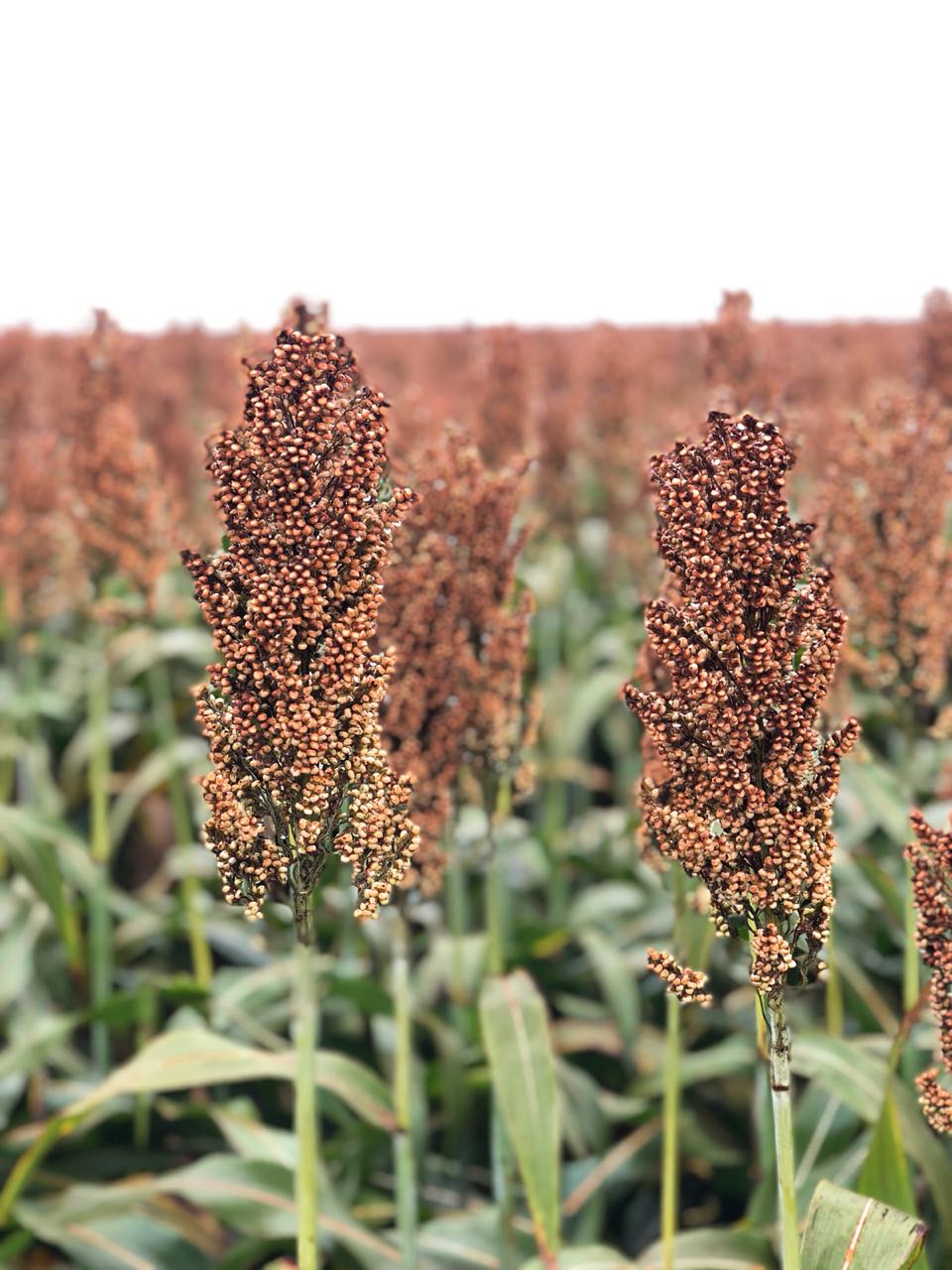 SORGO AGRO XINGU CORRETORA DE GRAOS