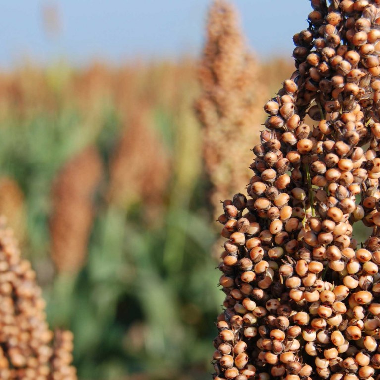 SORGO AGRO XINGU CORRETORA DE GRAOS