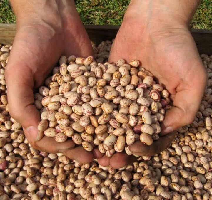 Plantação de Feijão Agro Xingu Corretora de Grãos