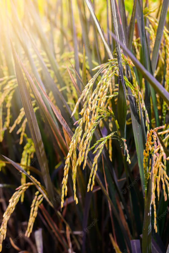 ARROZ EM CASCA AGRO XINGU