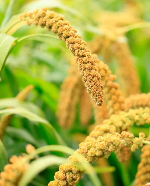 painco agro xingu corretora de grãos mato grosso