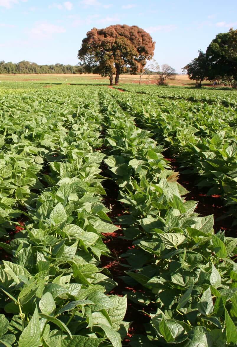 Plantação de Feijão Agro Xingu Corretora de Grãos