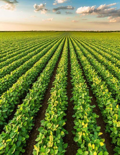 venda de soja corretora agro xingu mato grosso