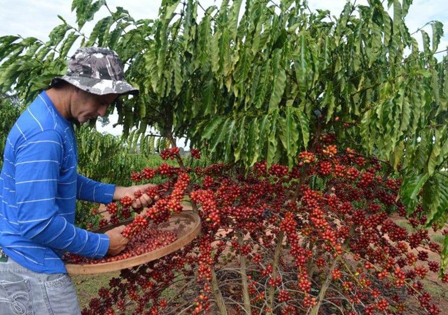 Produção de café em Rondônia ultrapassa três milhões de sacas