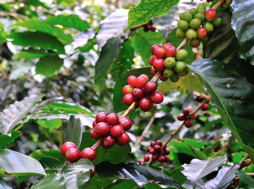 Acompanhando câmbio e clima, café finaliza a sessão desta 5ª feira com desvalorização em NY