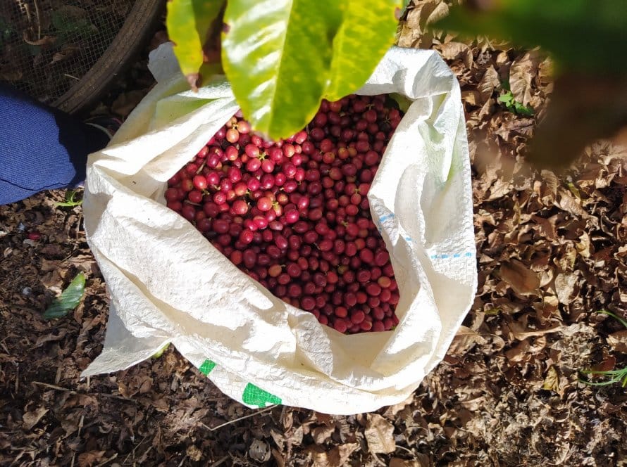 Café: Arábica e conilon têm dia de baixa com pressão da colheita no Brasil