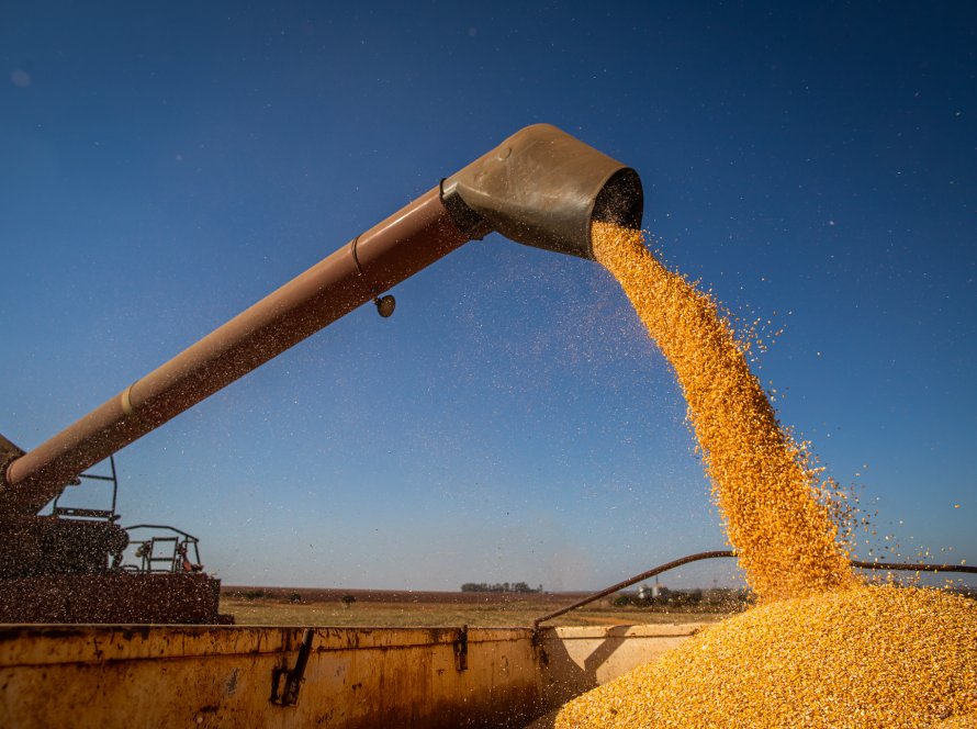 Colheita do milho avança na Argentina e produtividades seguem baixas, relata BCBA