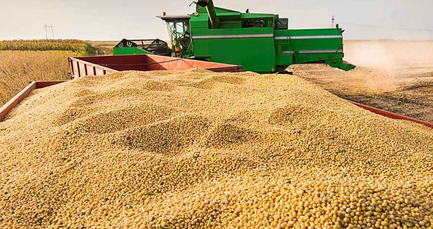 Comercialização da soja brasileira safra 2022/23 chega a 51,6% da produção esperada, aponta DATAGRO Grãos