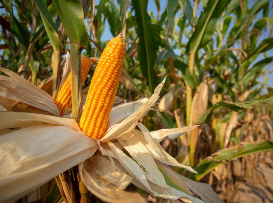 Copagril promove Dia de Campo do Milho Safrinha no dia 07 de junho