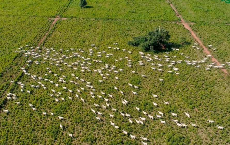 Criador do Mato Grosso alcança 70% de taxa de desmama em bioma Pantanal