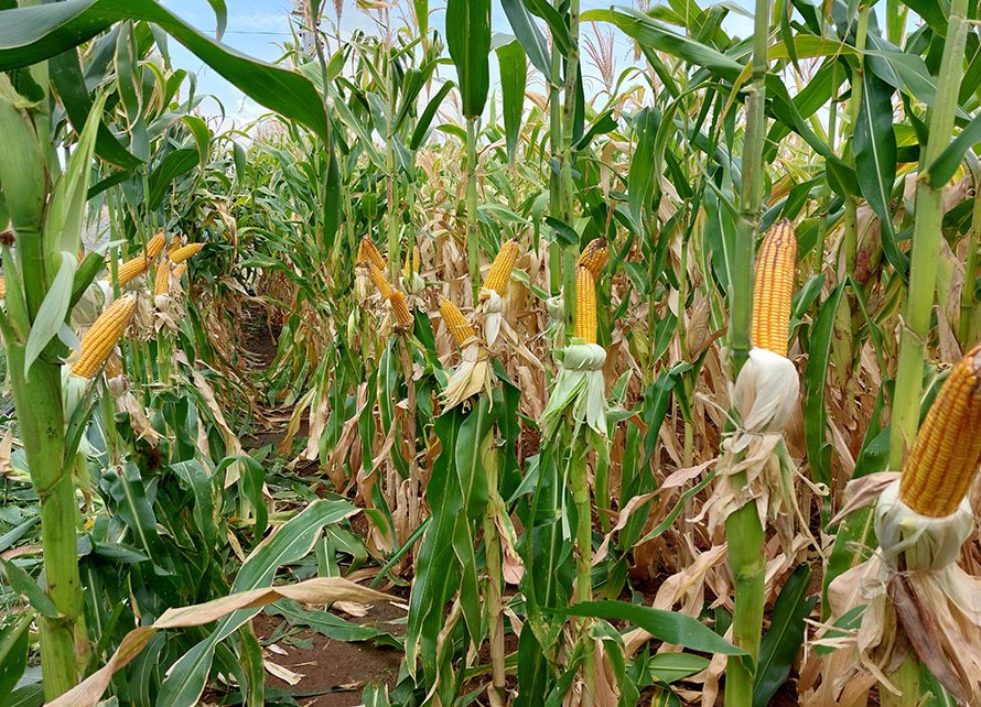 Novas cultivares de sorgo e de milho com elevado potencial produtivo chegam ao mercado