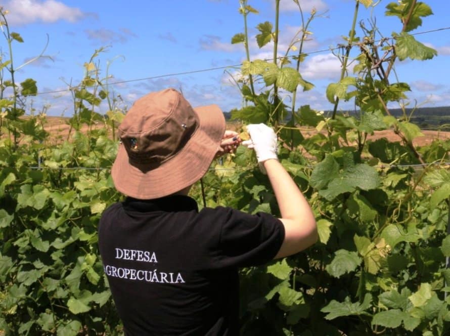 Safra atual tem redução de 40,28% nas derivas de herbicidas hormonais