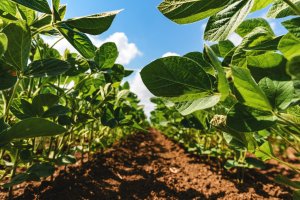 Ajuste de manejo pode incrementar 1,7 t/ha na produtividade média da soja no cerrado brasileiro, afirma pesquisador