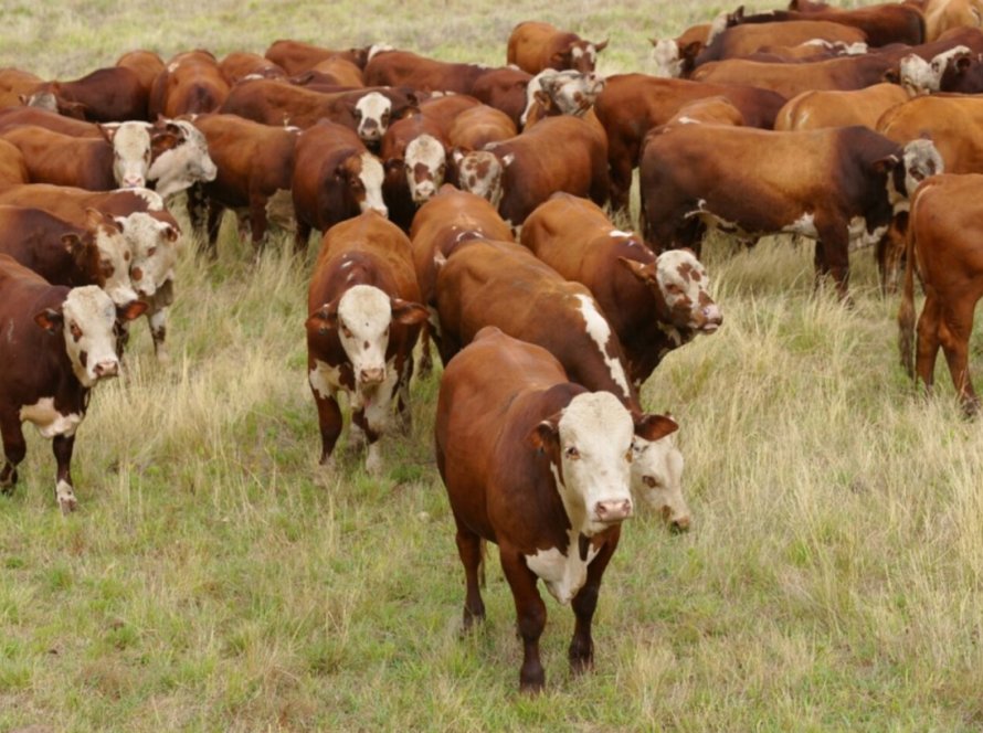 Associação dos Criadores do Norte de Mato Grosso se consolida como direcionador da bovinocultura de corte