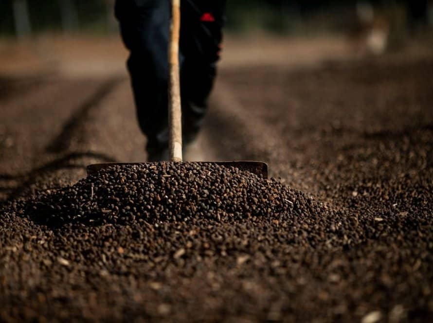 Brasil: USDA estima alta de 12% na safra de arábica e queda de 5% para o conilon