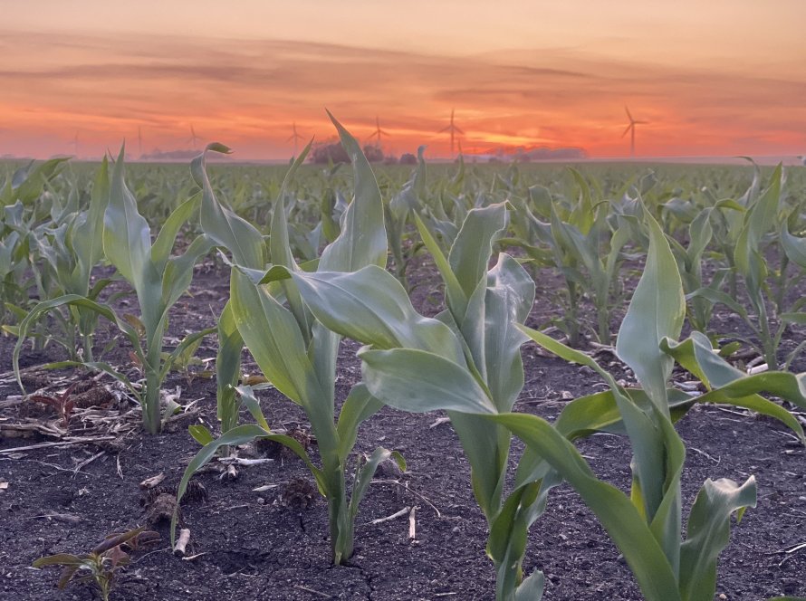 Com expansão de áreas de seca para soja e milho nos EUA, mercado está com clima do Corn Belt no centro das atenções