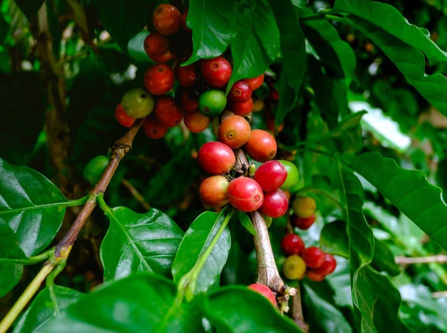 Com foco no clima no BR e com novas baixas nos estoques certificados, arábica tem leves altas em NY