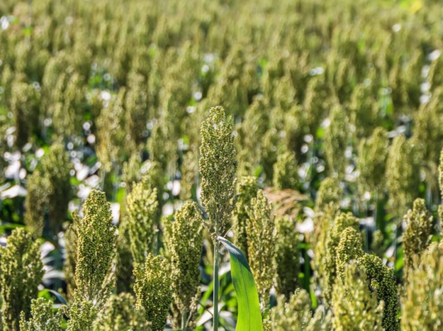 Cultura em expansão: palestra revela oportunidades para o sorgo safrinha em Mato Grosso