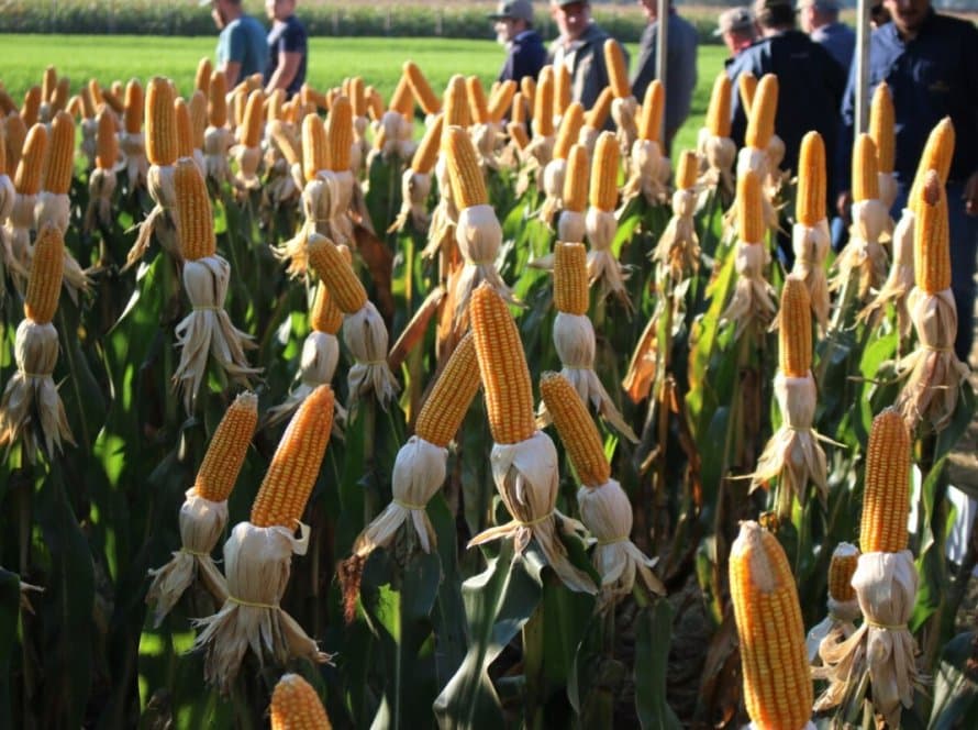 Dia de Campo Milho Safrinha Copagril apresentou novidades em híbridos