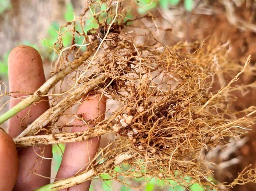 Fixação biológica de nitrogênio gera lucro e benefício ambiental na produção de soja, aponta IDR-Paraná