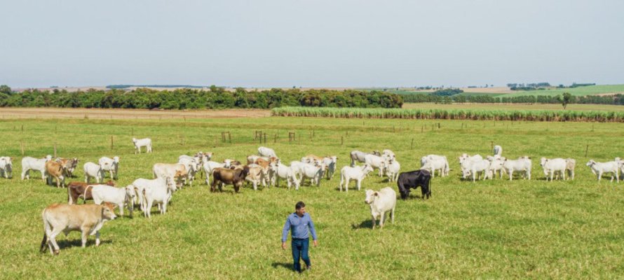 Sistema de integração melhora produção de soja no verão e pecuária no inverno