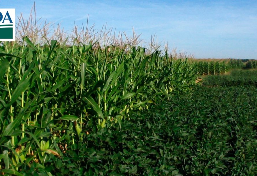 USDA faz nova revisão para baixo no índice de lavouras boas/excelentes de soja e milho dos EUA