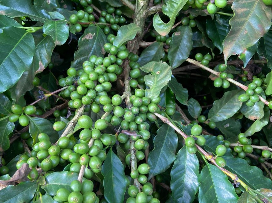 Café tem dia positivo com ajustes nos preços e mercado mantém foco no clima do Brasil