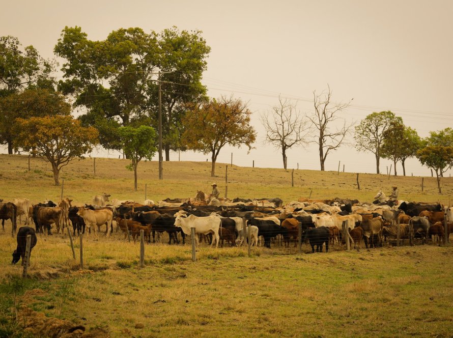 Com a estiagem em MT, Acrimat alerta pecuaristas sobre cuidados com a pastagem