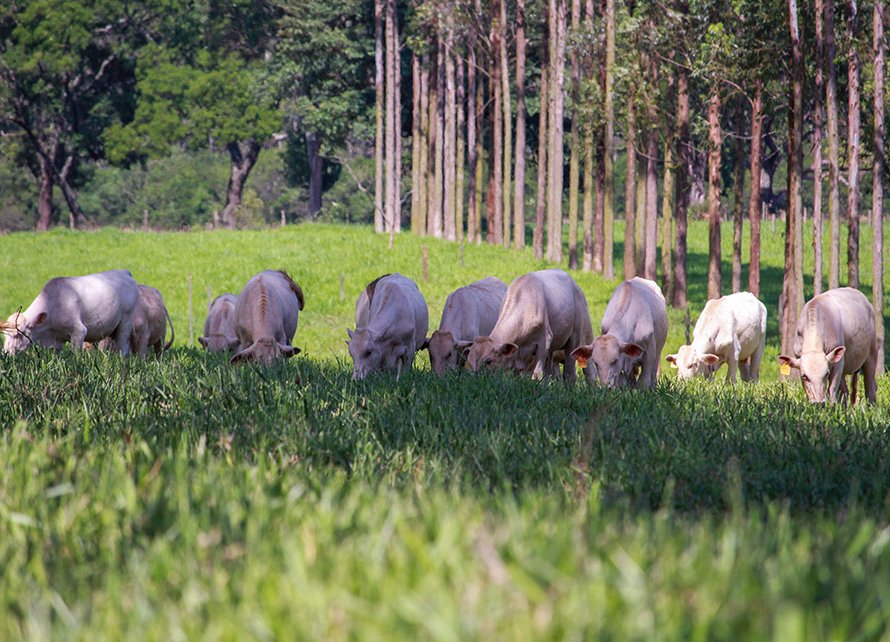 Com a estiagem em Mato Grosso, Acrimat alerta pecuaristas sobre cuidados com a pastagem