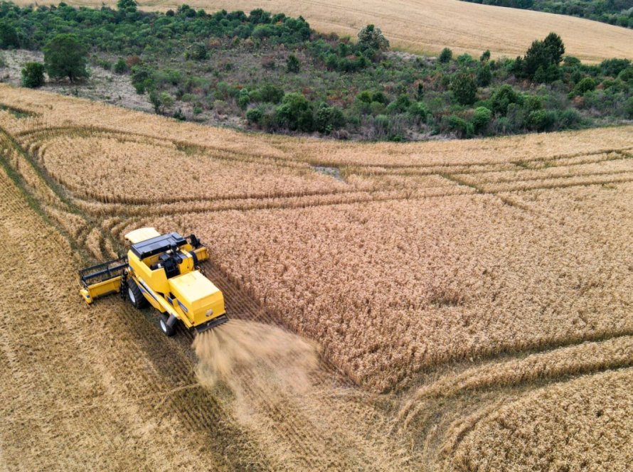 Com safra recorde de trigo, Paraná mantém ritmo de venda aos mercados interno e externo