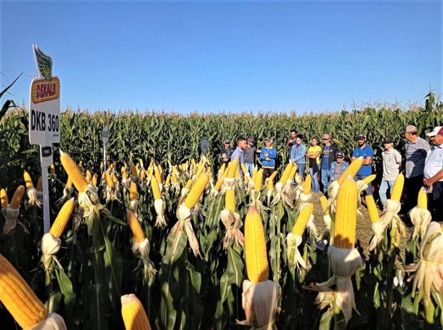 Copagril realiza 3º Dia de Campo Milho Safrinha 2023