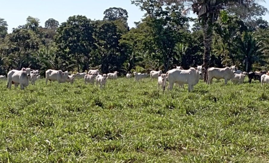 Pecuaristas da região Oeste do Mato Grosso melhoram gestão e manejo com assistência técnica