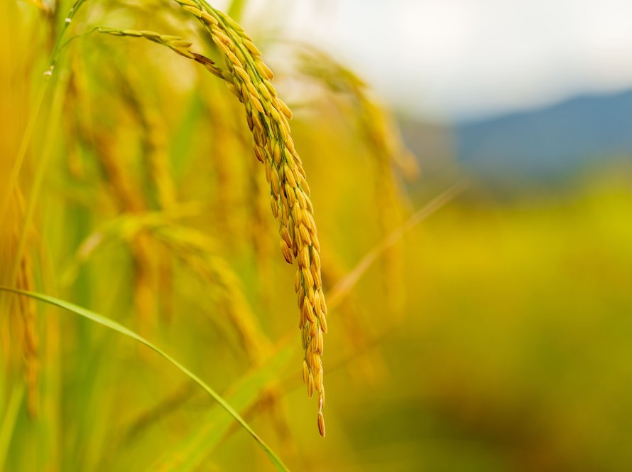 Preços do arroz devem subir ainda mais após proibição de exportação pela Índia