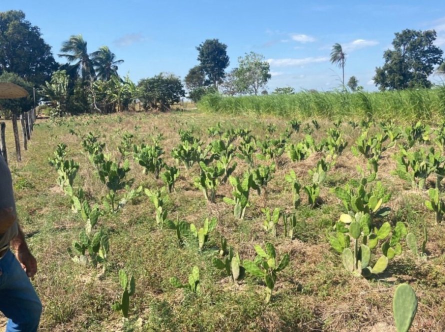 Produtores de Mato Grosso ampliam opções de alimento para gado com plantas típicas do Nordeste