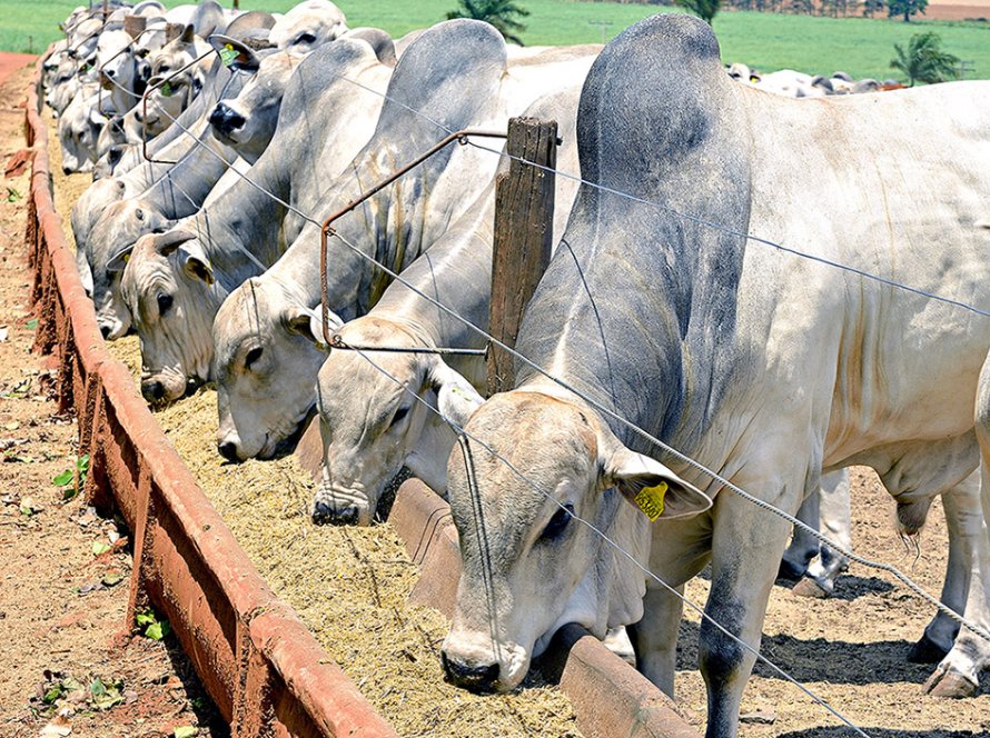 Transição para confinamento e os baixos custos de boi magro e milho podem influenciar oferta no Brasil