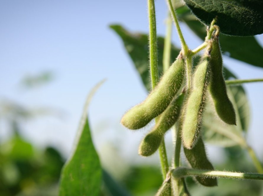 USDA: Analistas ouvidos pelo Notícias Agrícolas avaliam boletim conservador e forte queda da soja