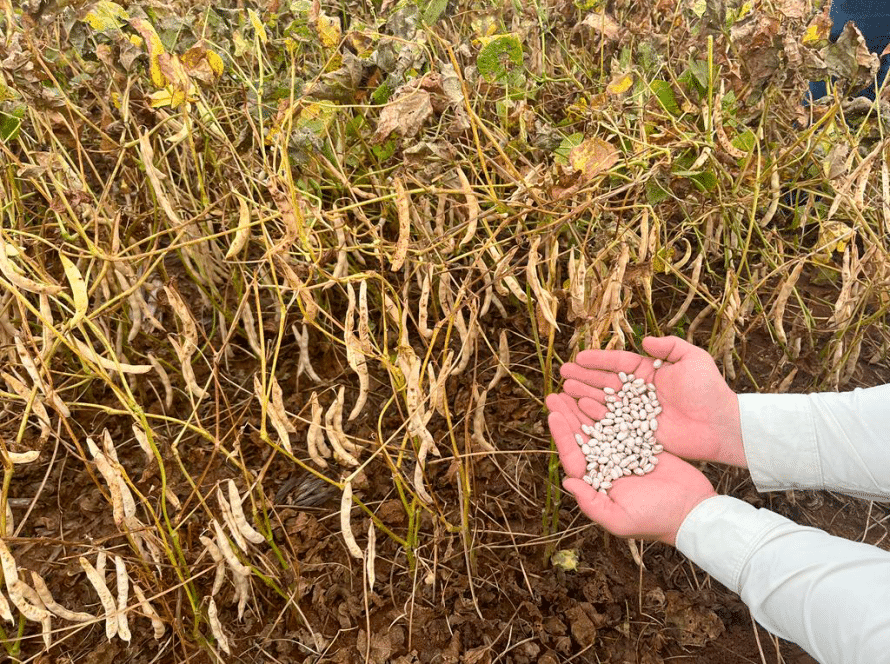 Agro Norte lança variedade de feijão ANfc 22 com características únicas de porte ereto e qualidade de grão