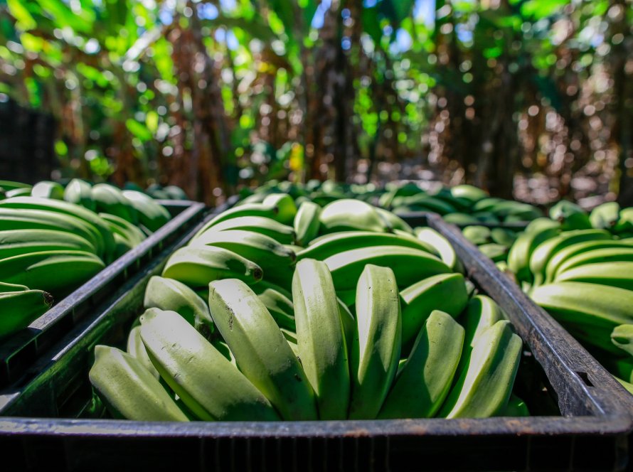 Agrodefesa orienta sobre medidas fitossanitárias da cultura da banana em Goiás