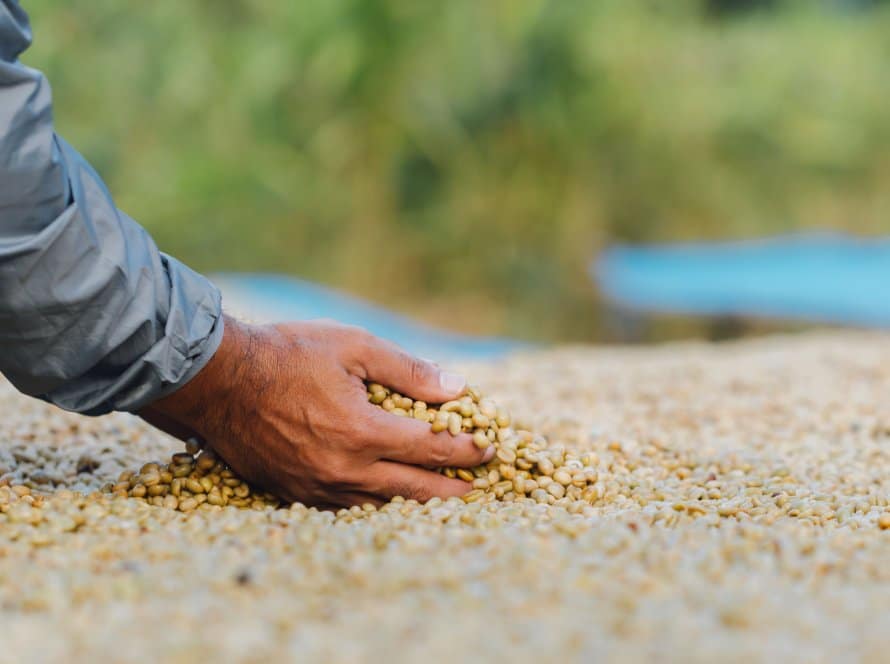 Café: Colheita na reta final pressiona, mas queda nos estoques certificados limita baixas em NY