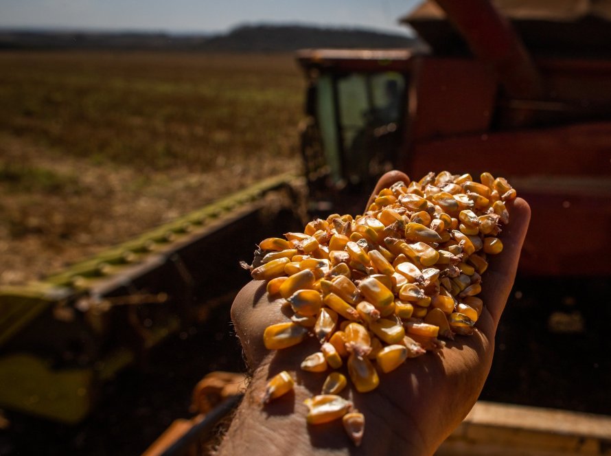 Colheita de milho do Brasil avança mais lentamente com chuvas, diz Pátria AgroNegócios