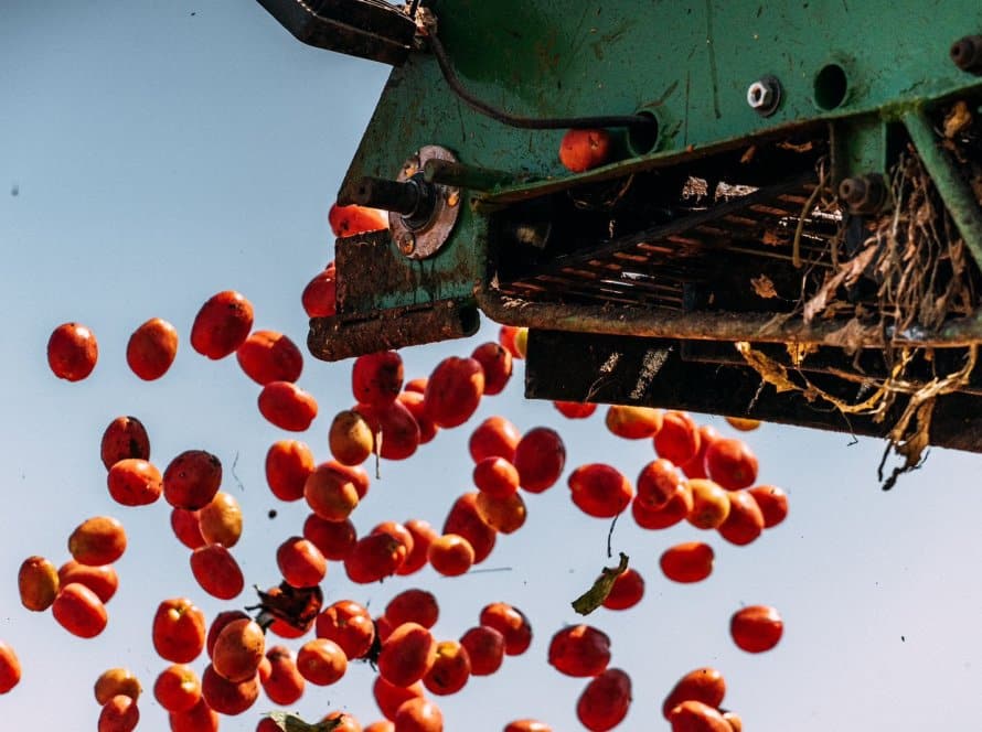 Colheita e processamento do tomate industrial têm início em Goiás