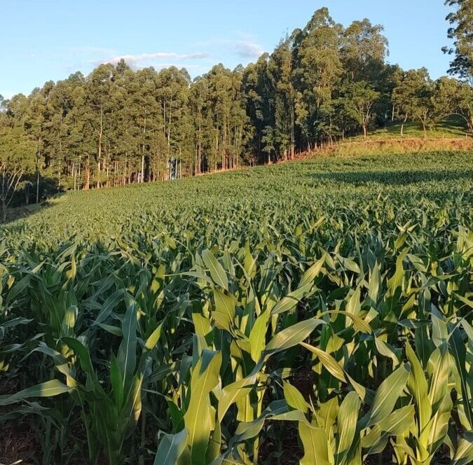 Conab divulga Boletim de Monitoramento Agrícola com análise das condições dos cultivos de segunda e terceira safras