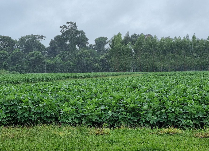 Cultura da soja não é vetor significativo de supressão florestal na Amazônia